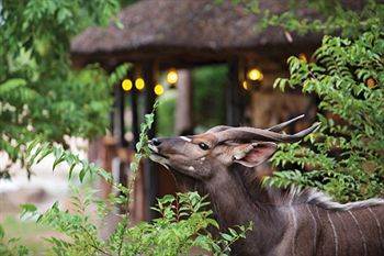 Motswari Private Game Reserve - Timbavati Klaserie Private Nature Reserve Esterno foto